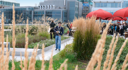 roof garden